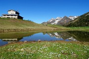 16 Crocus alla seconda pozza con vista in Rif. Monte Avaro e Tre Signori e -